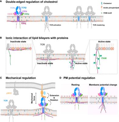 Plasma Membrane Integrates Biophysical and Biochemical Regulation to Trigger Immune Receptor Functions